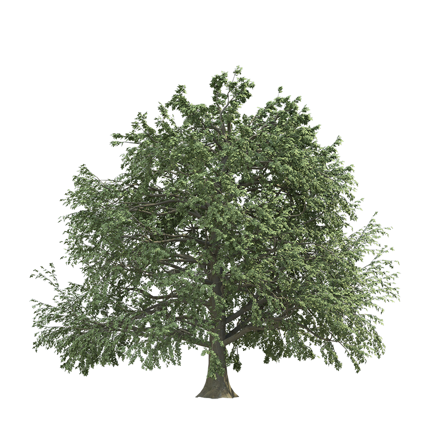 Fagus sylvatica - Beech 02